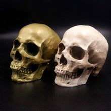 Human Skull Life Size Replica