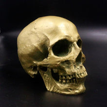 Human Skull Life Size Replica