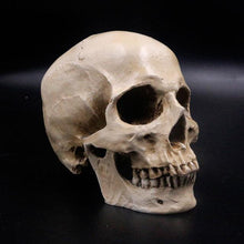 Human Skull Life Size Replica